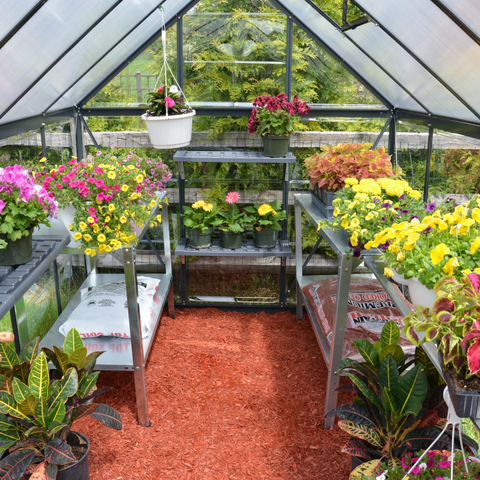 Palram Hybrid Greenhouse 6x10 Inside View