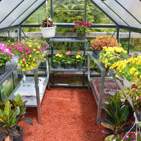 Palram Hybrid Greenhouse 6x6 Inside View