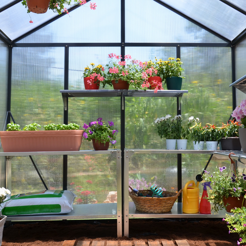 Palram Glory Greenhouse 8 x 12 Inside View