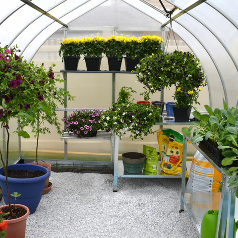 Palram Bella 8x8 Greenhouse Inside View