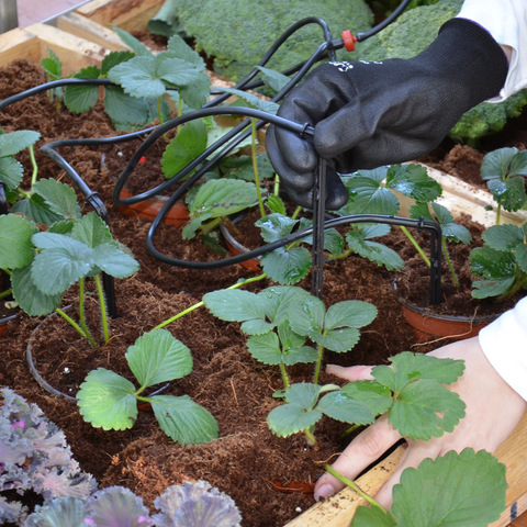 Greenhouse Drip Irrigation System Full View