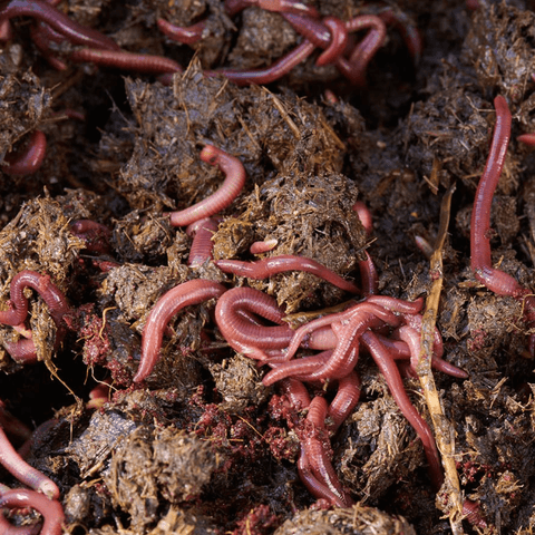 Live Compost Worms Main Photo