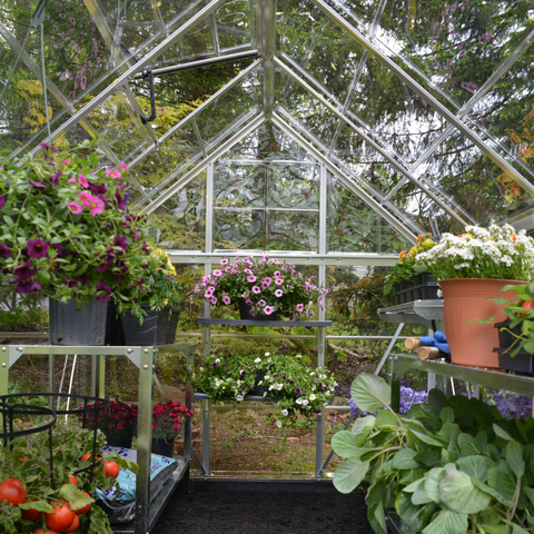 Palram Harmony Greenhouse 6x8 Inside View