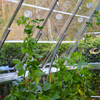 Image of Greenhouse Trellising Kit