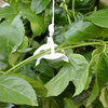 Image of Greenhouse Trellising Kit