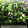 Image of Vertical Garden Grow Felt 1.8m Roll