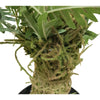 Image of Artificial Fern Palm 150cm