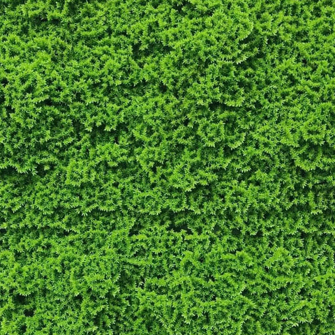 https://www.verticalgardensdirect.com.au/cdn/shop/products/Artificial-Fresh-Moss-Green-Wall-Panel-1m-x-1m-UV-Stabilised-Hedge-Panel-5_large.jpg?v=1670826425