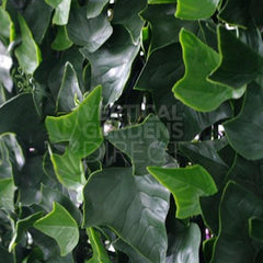 Artificial Ivy Leaf Vertical Garden SAMPLE PIECE