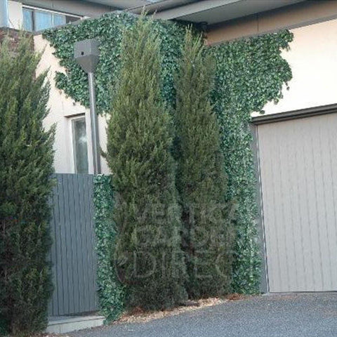 Artificial Ivy Leaf Vertical Garden SAMPLE PIECE