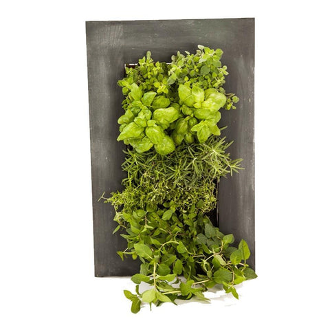 GROVERT MICRO GARDEN WALL FRAME KIT - CHALKBOARD