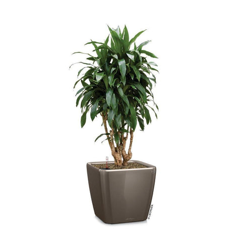 Lechuza Quadro LS 43 Self Watering Pot - 43cm