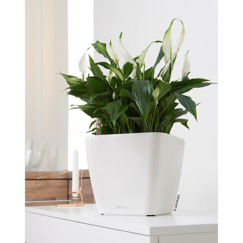 Lechuza Quadro LS 43 Self Watering Pot - 43cm